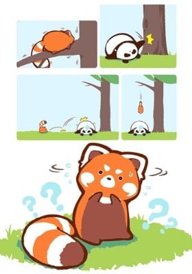 Panda x Red Panda